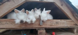 Iepurași companie - imagine 3 Iepurași companie - imagine 3