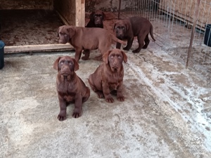 Labrador Ciocolatiu  - imagine 2