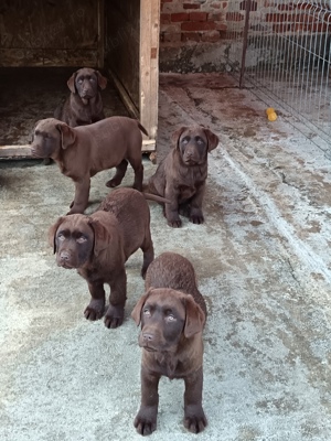 Labrador Ciocolatiu  - imagine 3