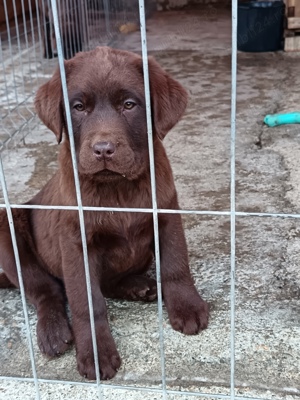 Labrador Ciocolatiu  - imagine 4