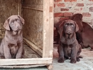 Labrador Ciocolatiu  - imagine 5