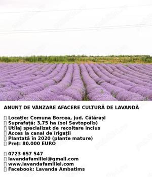 De vanzare plantatie de lavanda