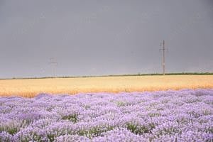 De vanzare plantatie de lavanda - imagine 2