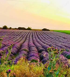 De vanzare plantatie de lavanda - imagine 3