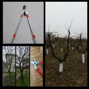 curatare-toaletare a pomilor fructiferi, vita de vie, arbusti, garduri - imagine 3