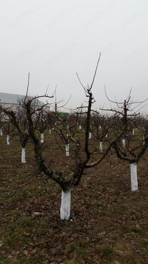 curatare-toaletare a pomilor fructiferi, vita de vie, arbusti, garduri - imagine 2