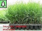 Thuja Smaragd, 0,18 Eur, Danica, Globosa Gold etc.