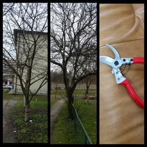 curatare-toaletare a pomilor fructiferi, vita de vie, arbusti, garduri - imagine 5