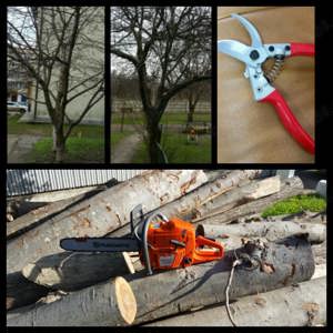 curatare-toaletare a pomilor fructiferi, vita de vie, arbusti, garduri - imagine 4