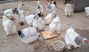 Oua si pui  de gaina brahma pentru incubat! - imagine 3