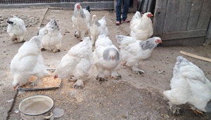 Oua si pui  de gaina brahma pentru incubat! - imagine 2