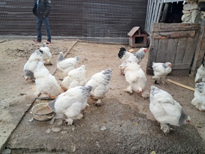 Oua si pui  de gaina brahma pentru incubat! - imagine 4