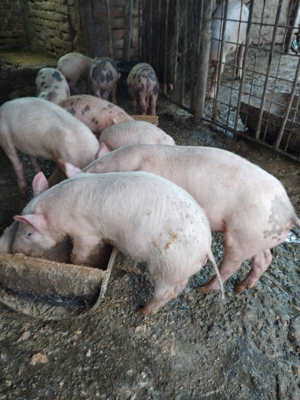 porci de vanzare  - imagine 2