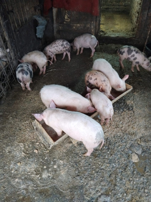 porci de vanzare  - imagine 3