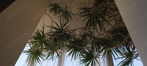 Dracena 5 metri, 20 ani