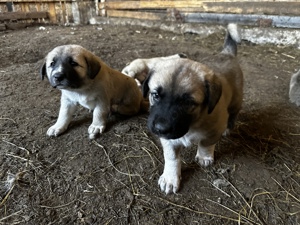 Catei de kangal din parinti cu pedigree crescuti la stana - imagine 2