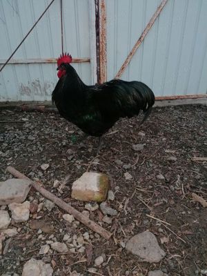 Vând curcani, curci, cocosi, rațe rățoi,porci,iepuri - imagine 2