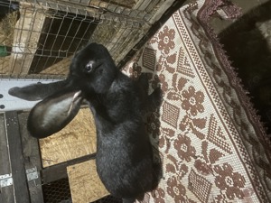 Mascul urias german negru  - imagine 3