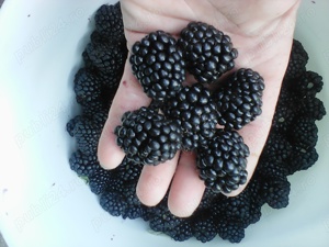 butasi mur timpuriu arapaho