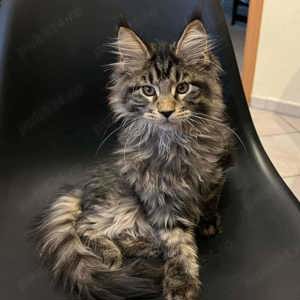 Maine Coon pui disponibili imediat  - imagine 2