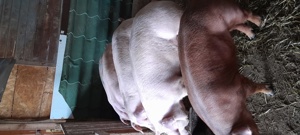 de vanzare porci de carne  - imagine 4