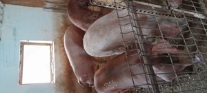 de vanzare porci de carne  - imagine 3