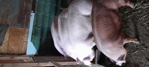 de vanzare porci de carne  - imagine 2