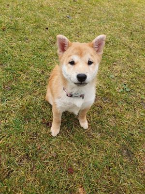 Pui de Shiba Inu cu pedigree 
