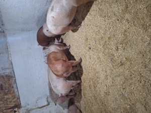 calitate extra - imagine 2