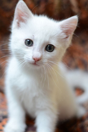 British white