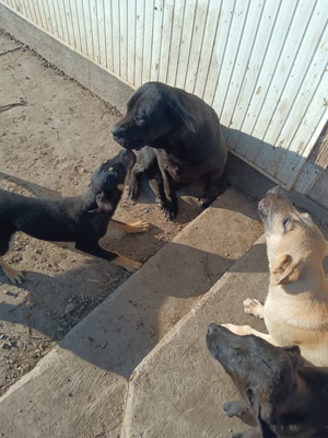 Catei Cane Corso de vanzare