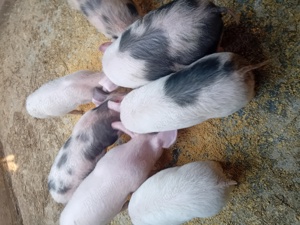 Vând purcei pietrean 