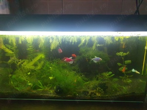 Acvariu cu pompa,termostat,filtru,plante,pesti și creveti