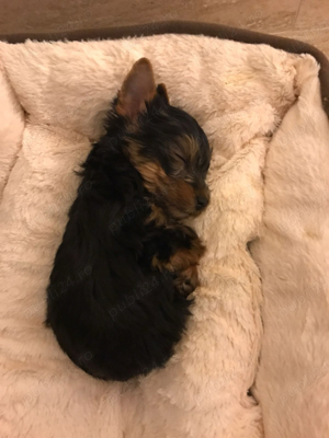 yorskshire terrier - imagine 3