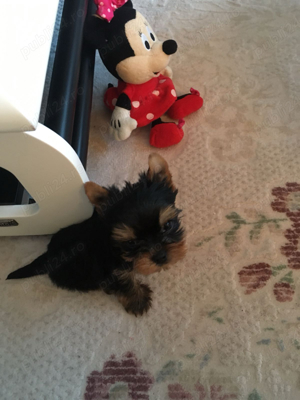 yorskshire terrier - imagine 2