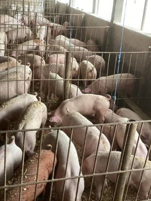 Porci rasa de carne 30-50de kg! - imagine 2