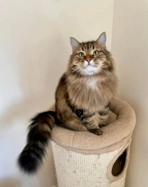 Siberiană de pădure puiuți disponibili imediat! Rasă pură  - imagine 4 Siberiană de pădure puiuți disponibili imediat! Rasă pură  - imagine 4