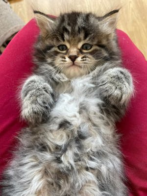 Siberiană de pădure puiuți disponibili imediat! Rasă pură  - imagine 3 Siberiană de pădure puiuți disponibili imediat! Rasă pură  - imagine 3