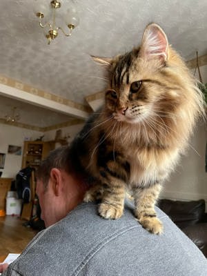 Siberiană de pădure puiuți disponibili imediat! Rasă pură  - imagine 5 Siberiană de pădure puiuți disponibili imediat! Rasă pură  - imagine 5