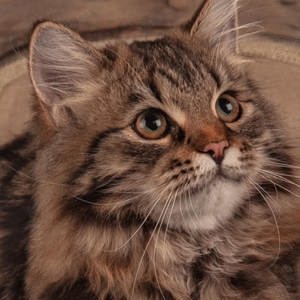 Cel mai frumos cadou! Norvegiană de pădure  - imagine 2