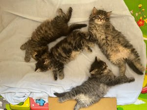 Cel mai frumos cadou! Norvegiană de pădure  - imagine 3