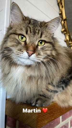 Maine Coon pui disponibili imediat  - imagine 3