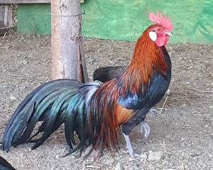 Cocosi pitici Phoenix - imagine 2