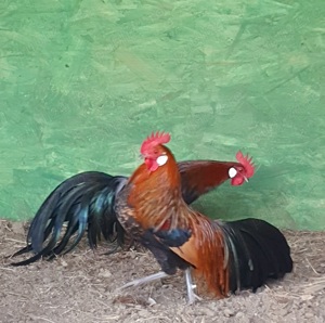 Cocosi pitici Phoenix - imagine 4