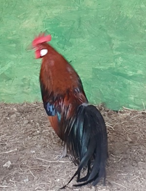 Cocosi pitici Phoenix - imagine 3