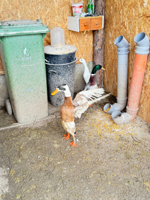 Vand Rațe indiene alergatoare la reducere - imagine 3