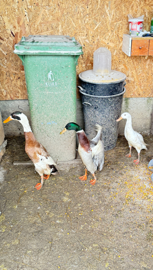 Vand Rate Asiatice Alergatoare - imagine 4