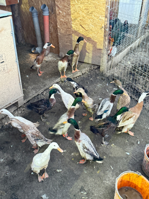 Vand Rațe indiene alergatoare la reducere - imagine 4