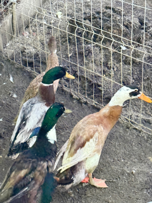 Vand Rațe indiene alergatoare la reducere - imagine 5