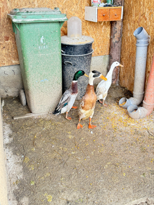 Vand Rate Asiatice Alergatoare - imagine 5